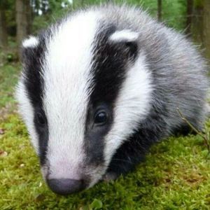 Meet your Posher, Bree